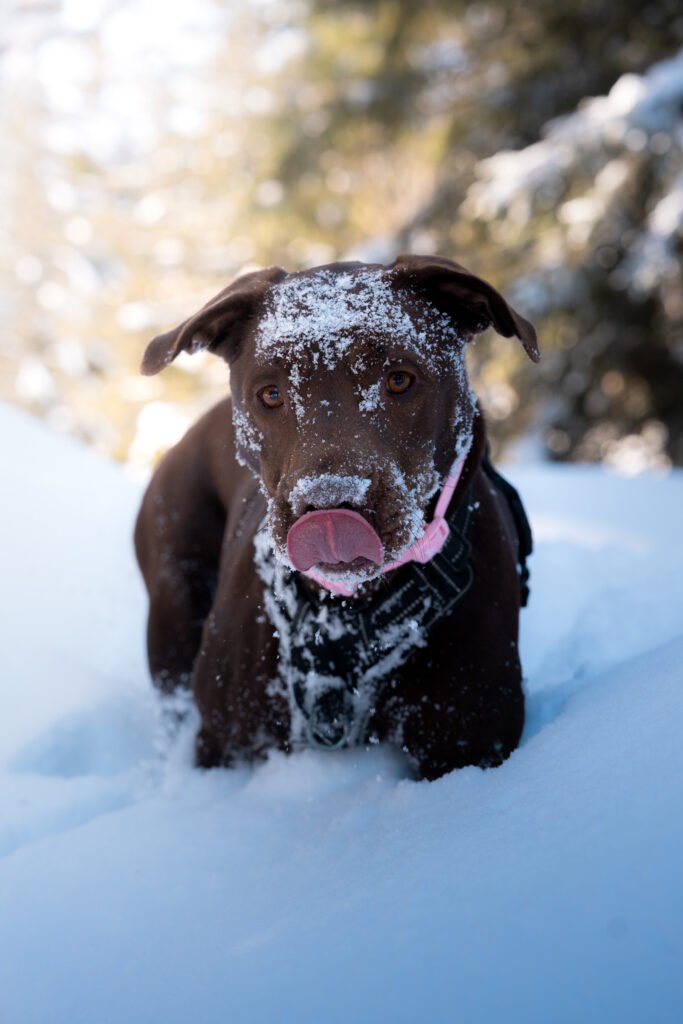 Photographe animalier